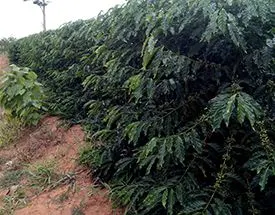 Produção de café